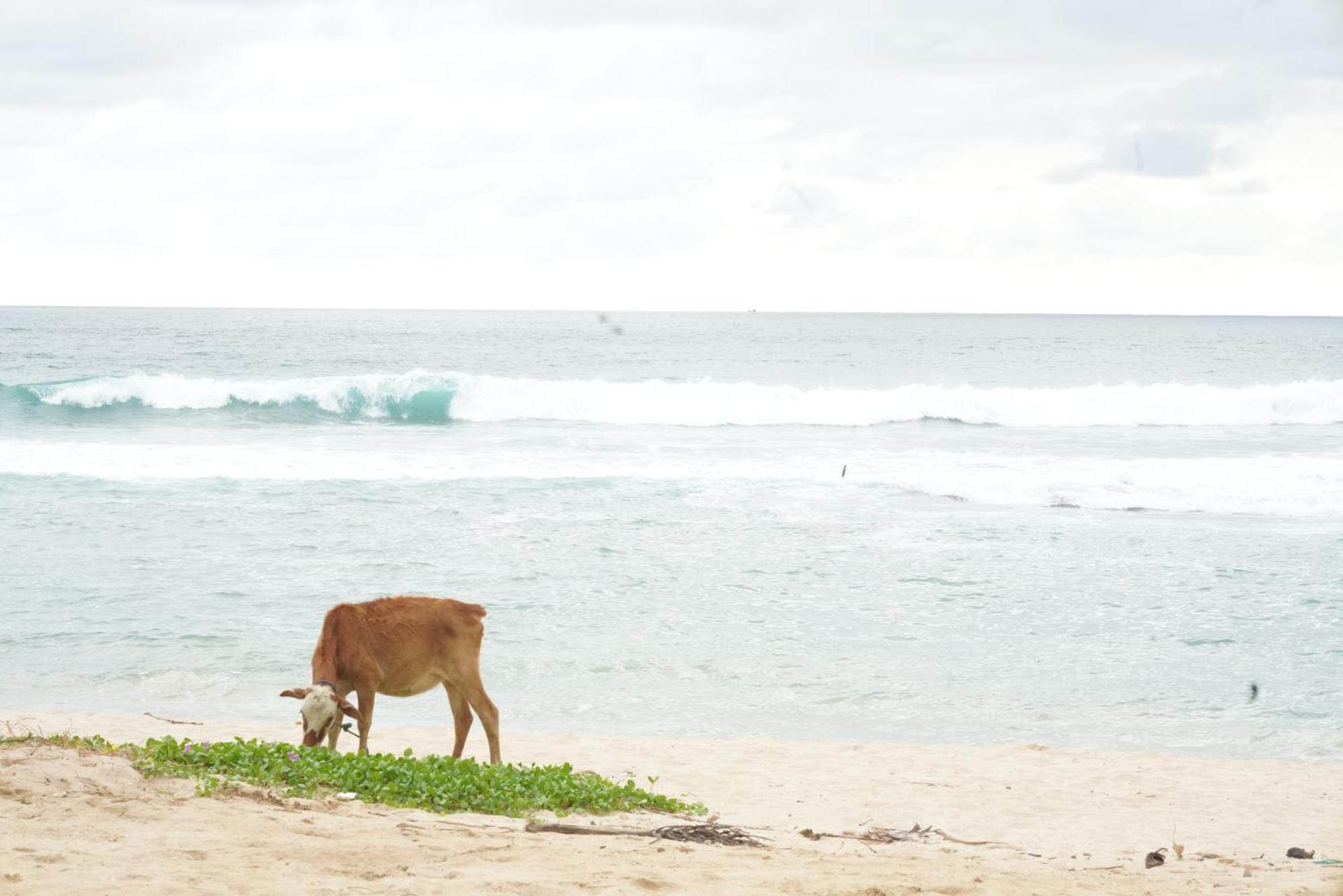 Surf Orchid Villa Weligama Exterior photo